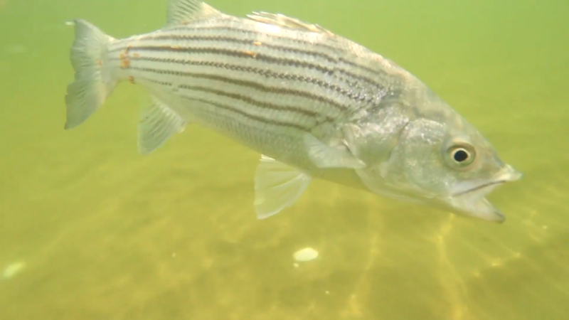 Striped Bass in The Atlantic Ocean 