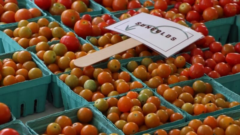 New Jersey Tomato Festival